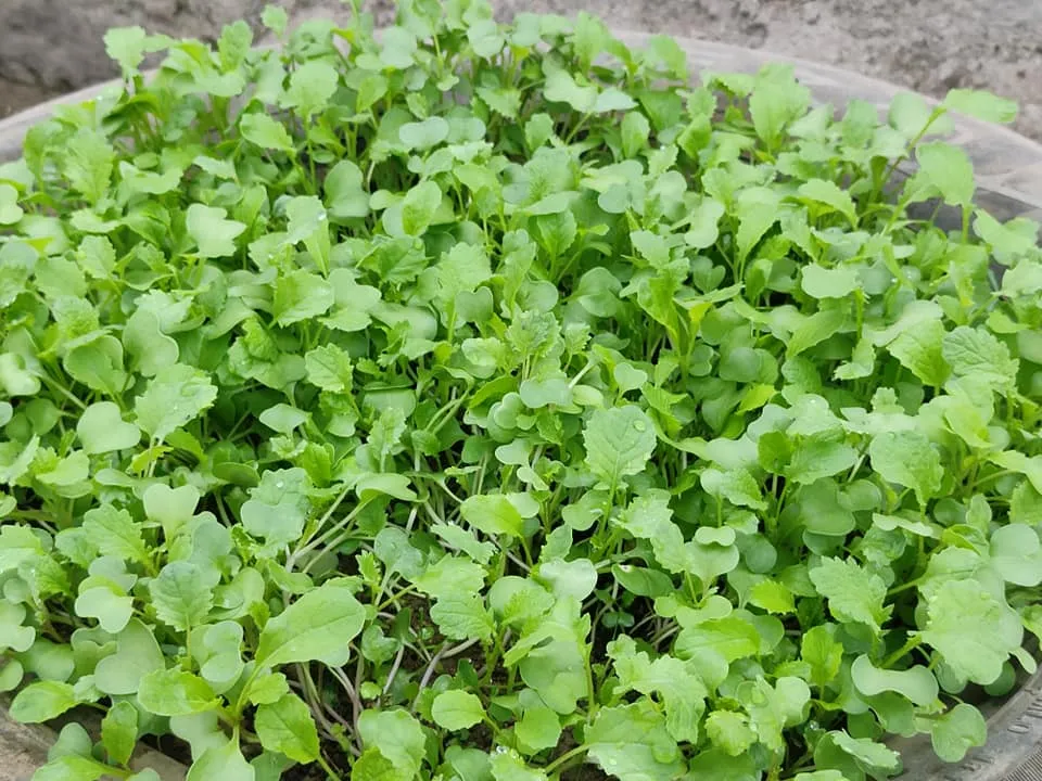 Sarso ka saag