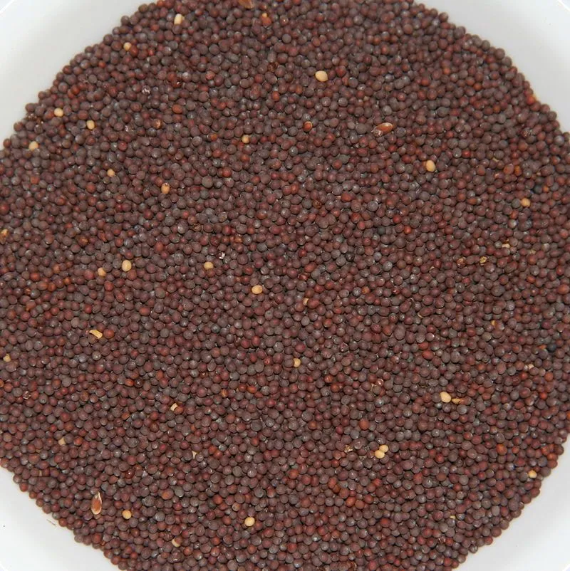 Grow Sarso Ka Saag