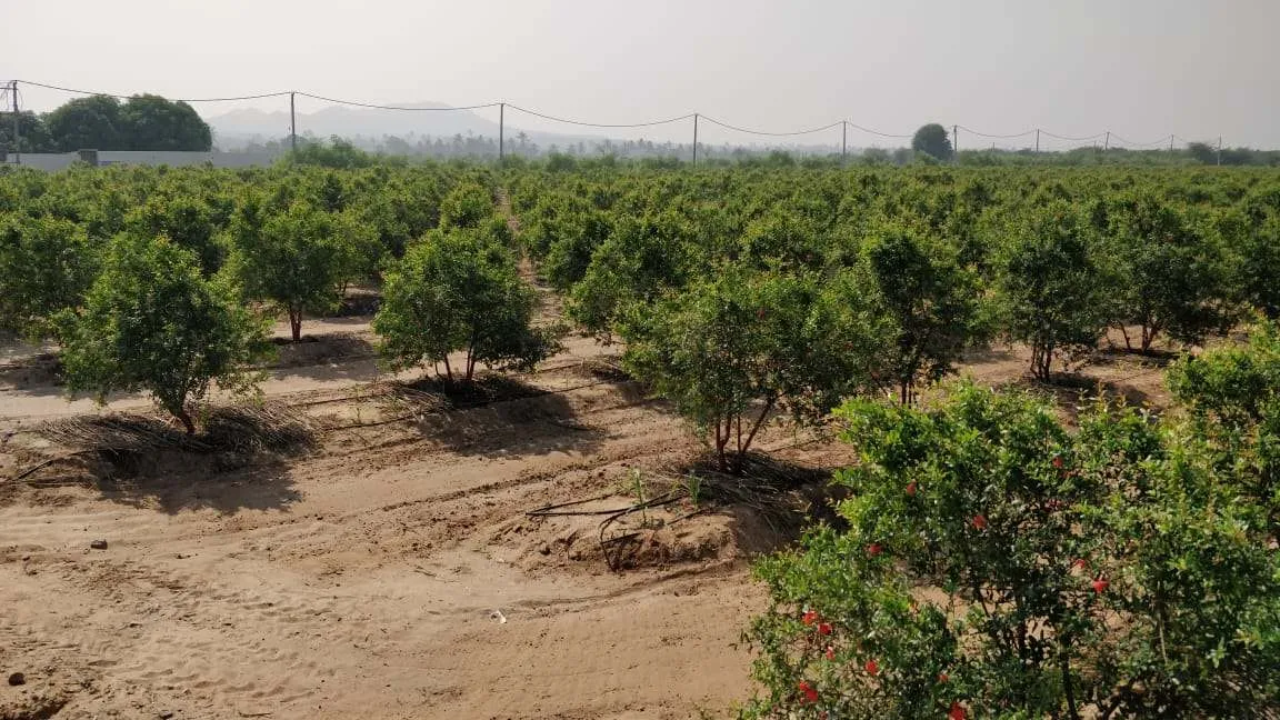 Gujarat Farmer 