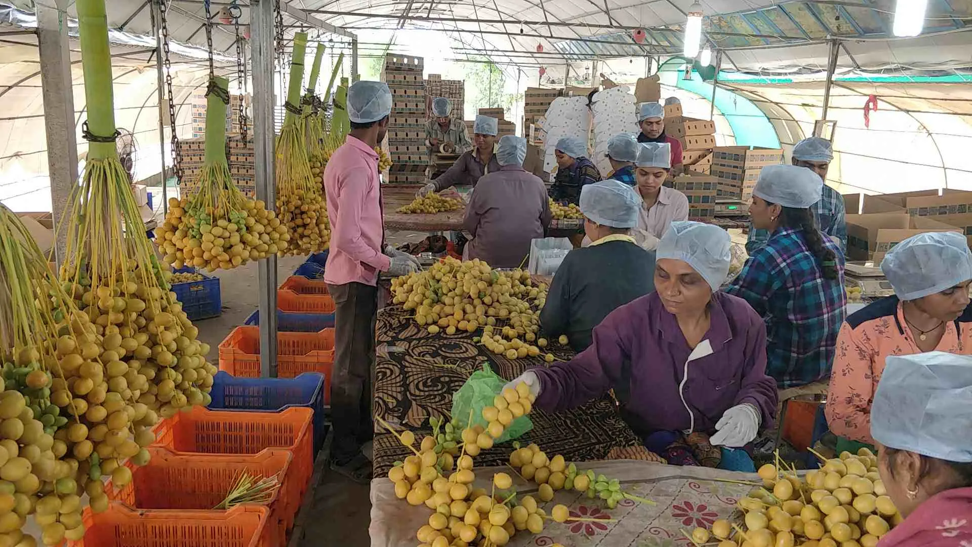 Gujarat Farmer Growing Dates