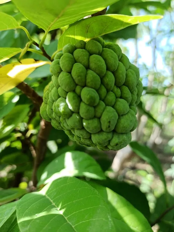 Agriculture