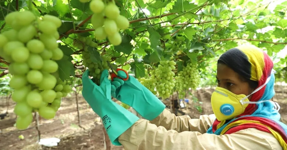 Woman Farmer growing grapes 