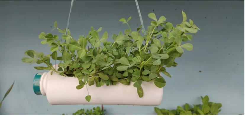 Grow Saag at home