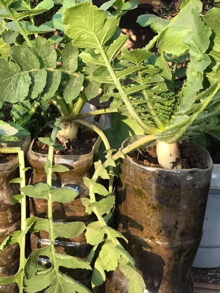 How to Grow Radish