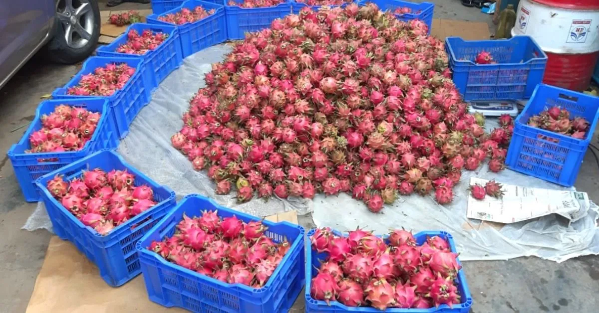 dragon fruit benefits