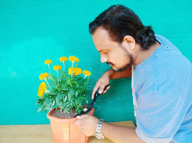 Grow Marigold