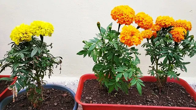 Grow Marigold