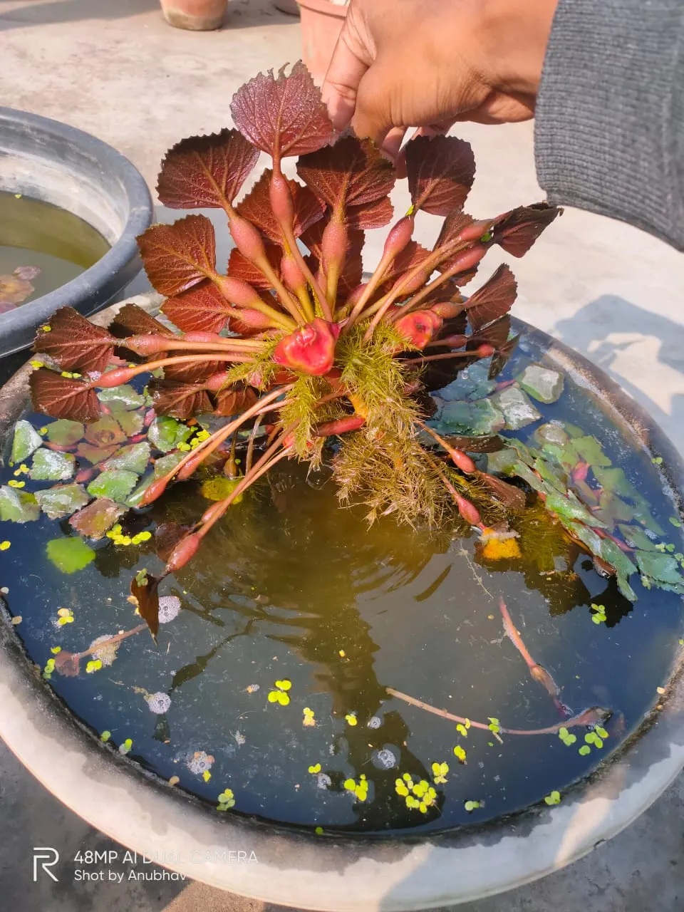 Grow Chestnut