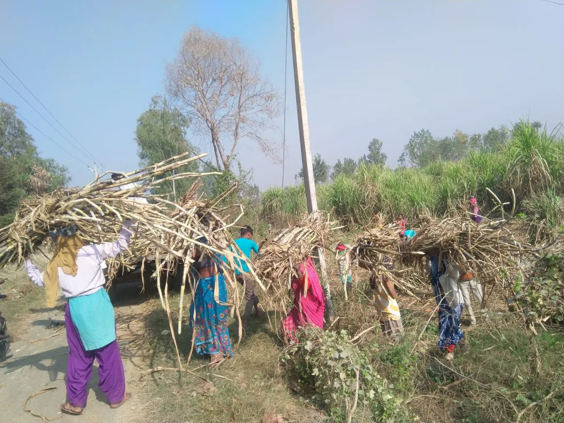 Sugarcane processing