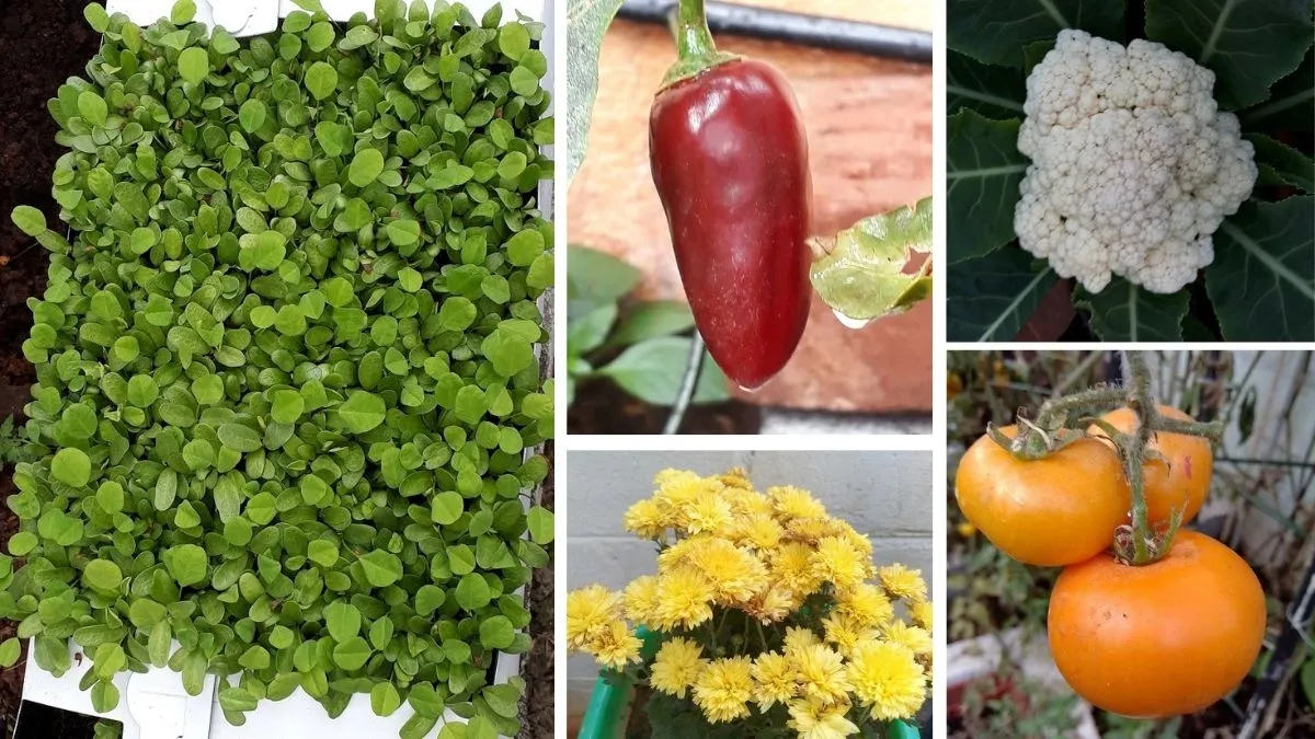 Bengaluru Man Growing Vegetables