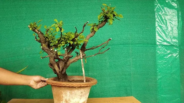 Terrace Gardening in Bhopal