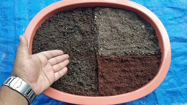 Terrace Gardening in Bhopal