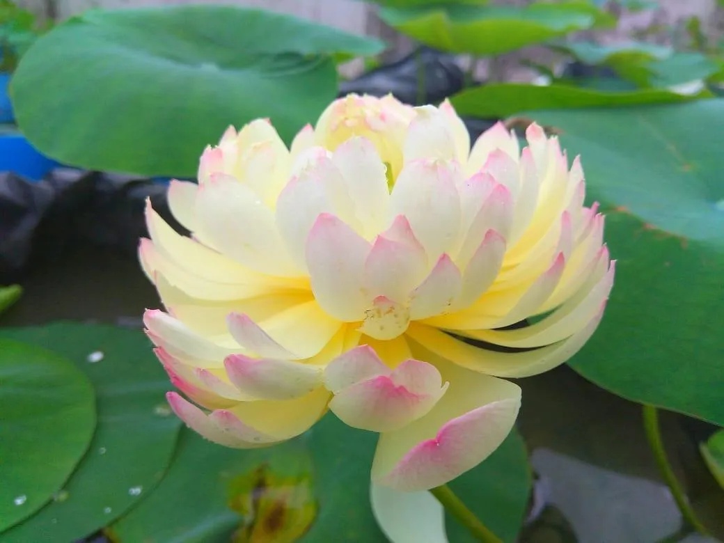 Kerala Nurse Growing Lotus