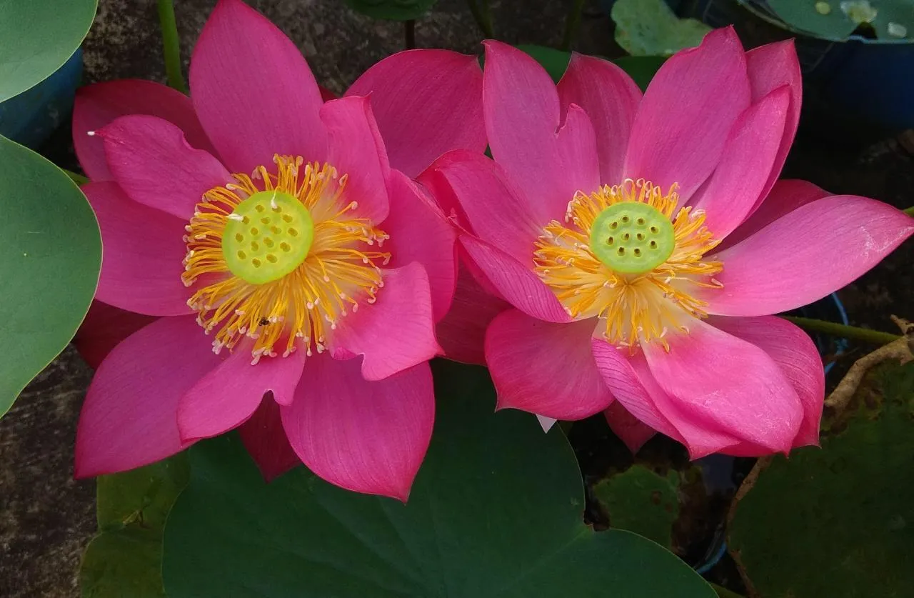 Kerala Nurse Growing Lotus