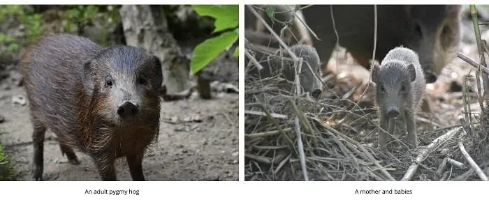 Pygmy Hog