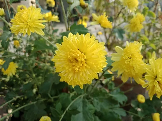Grow Guldaudi
