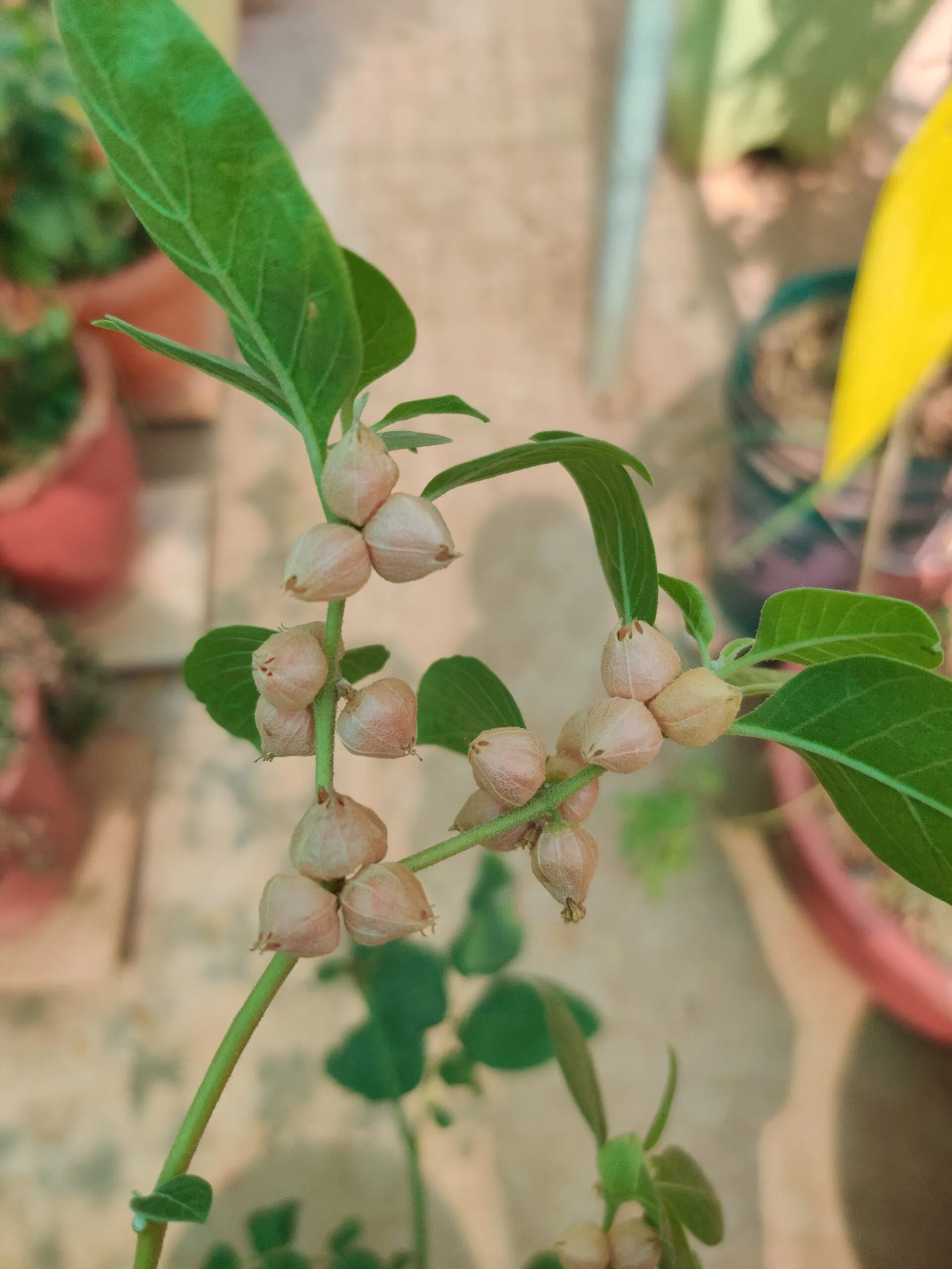 Grow Ashwagandha