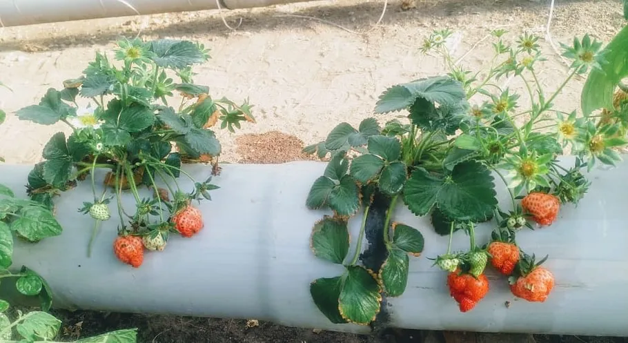 Hydroponics