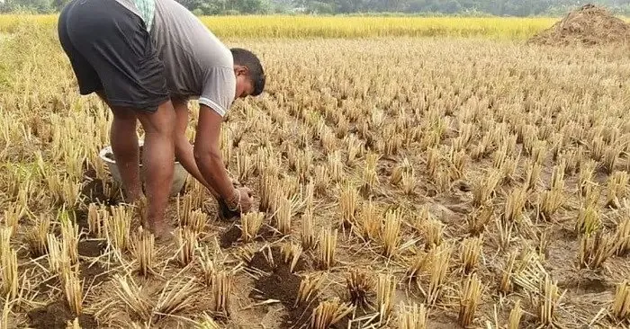 paddy straw