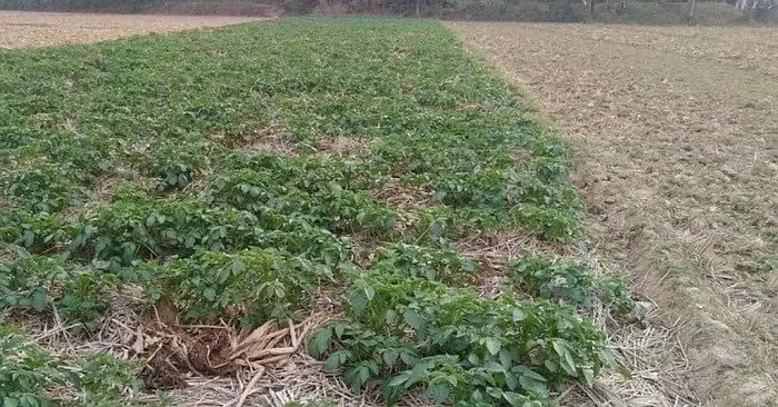 paddy straw