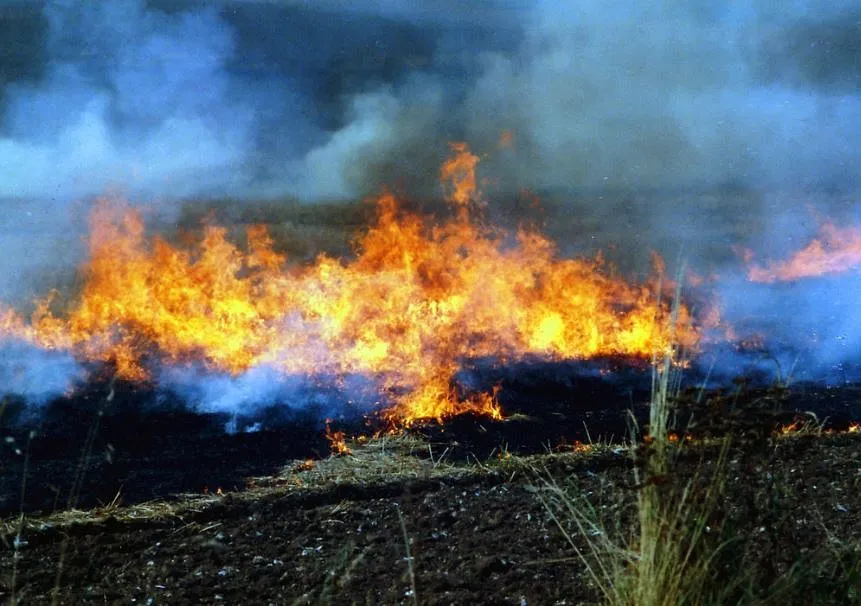 Stubble Burning