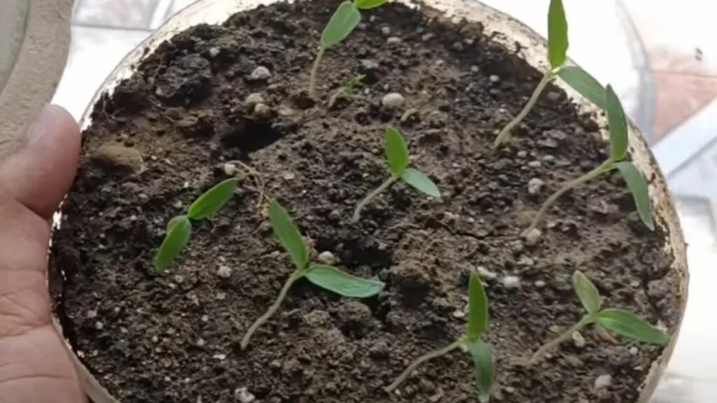 How to Grow Brinjal