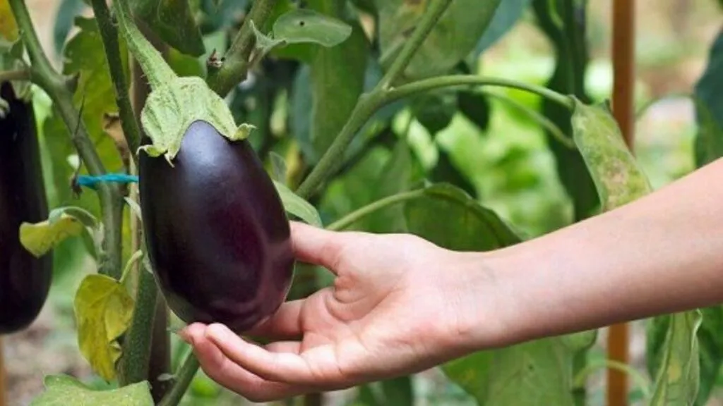 Brinjal 
