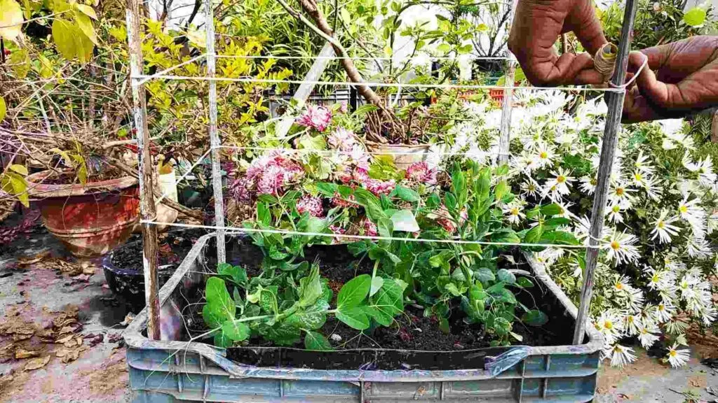 pea plant