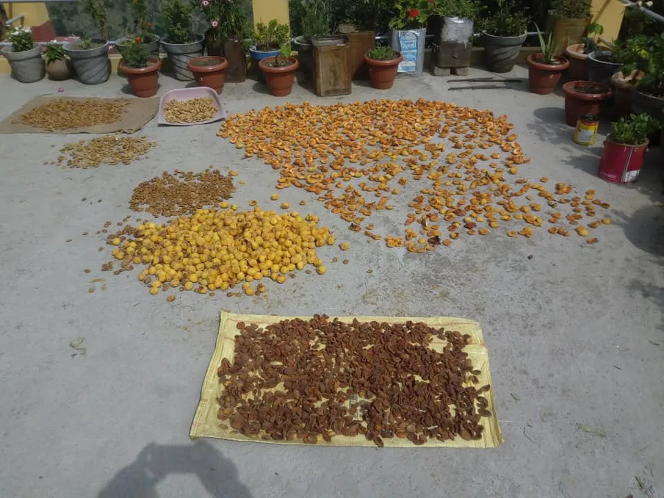 Apricot Processing