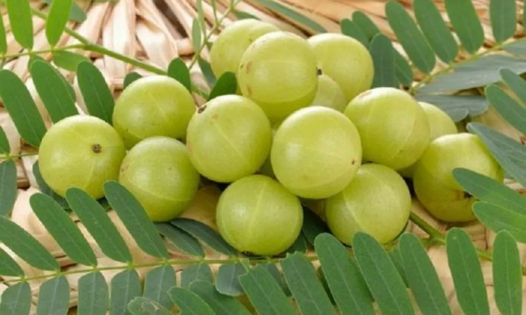 Indian Gooseberry