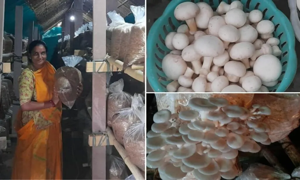 Button and Oyster Mushroom