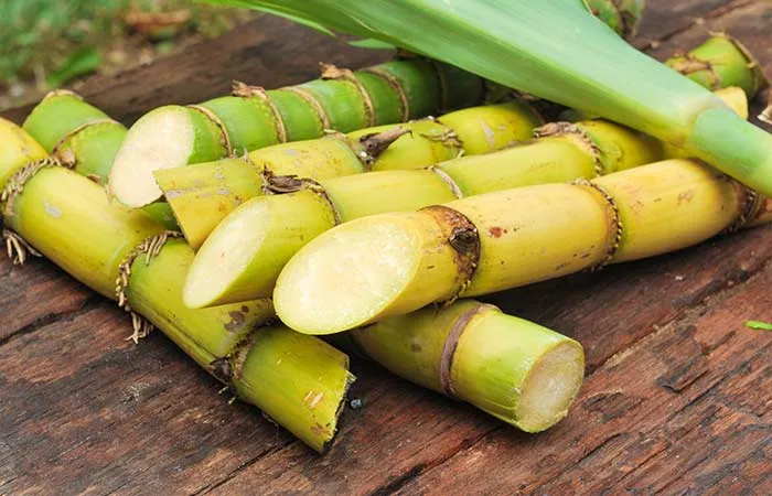 Grow Sugarcane on rooftop 