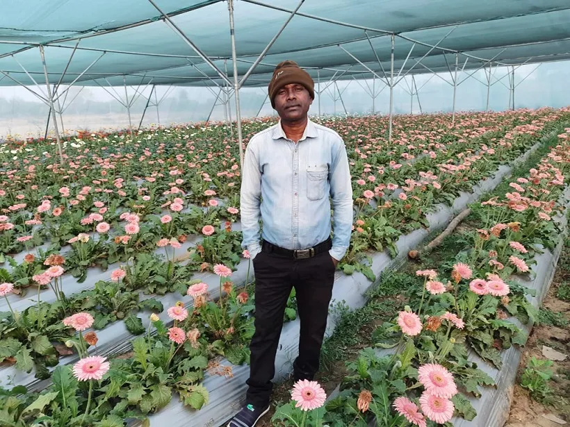 Gerbera Farming