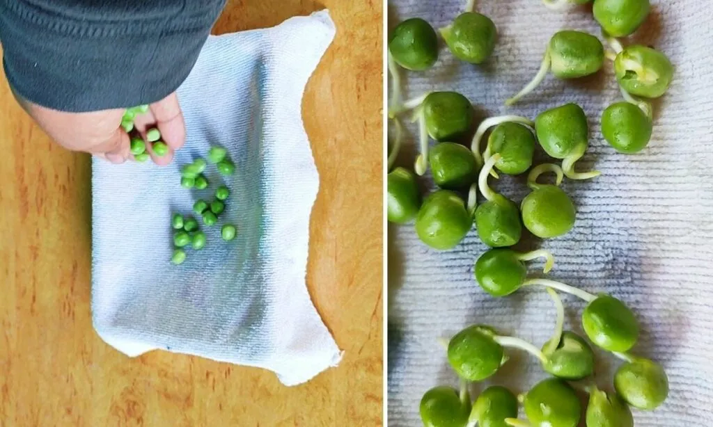 pea plant
