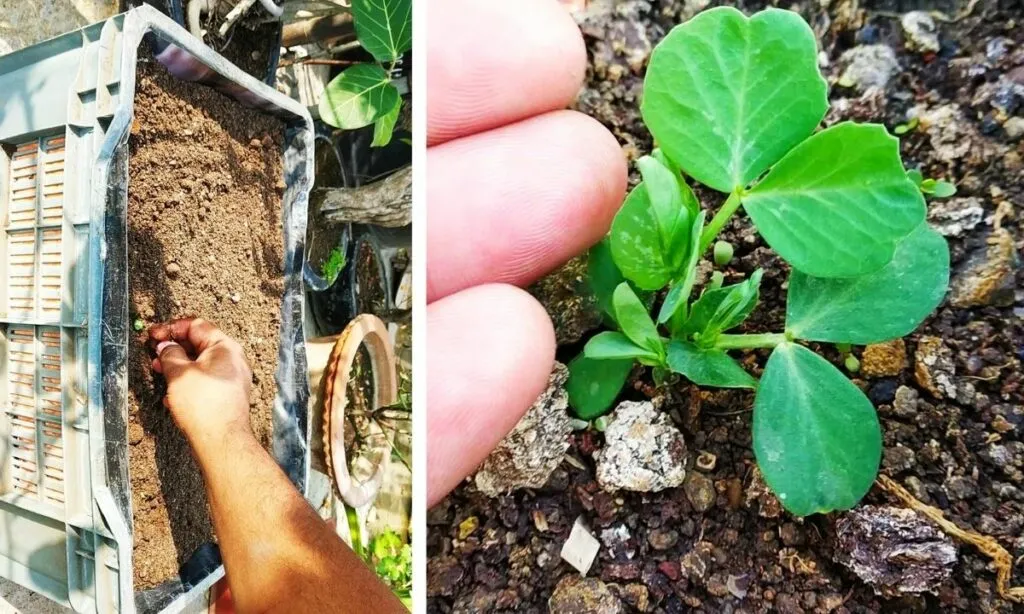pea plant