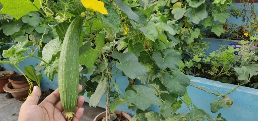 Grow Turai