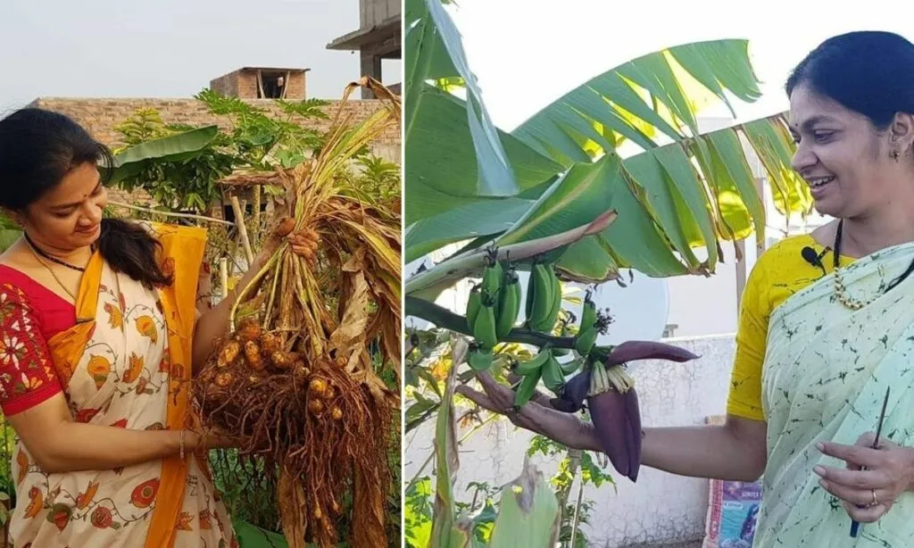 Growing turmeric, banana on terrace 