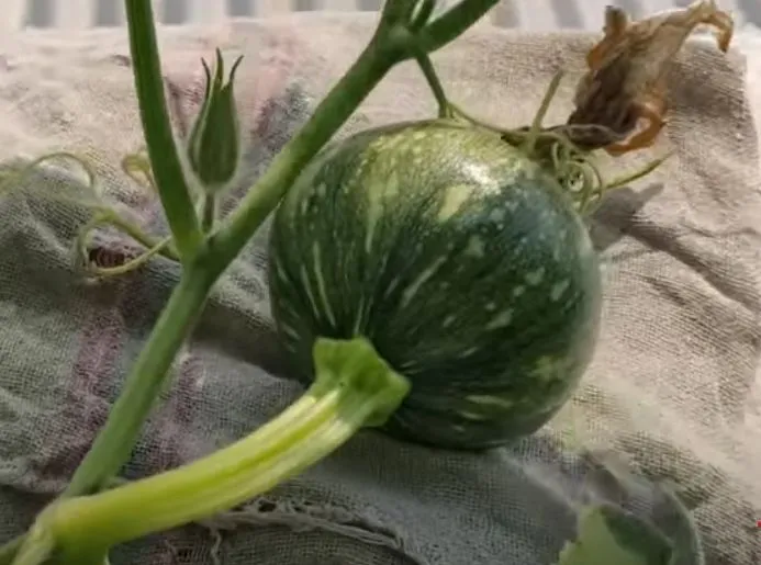 February Vegetables