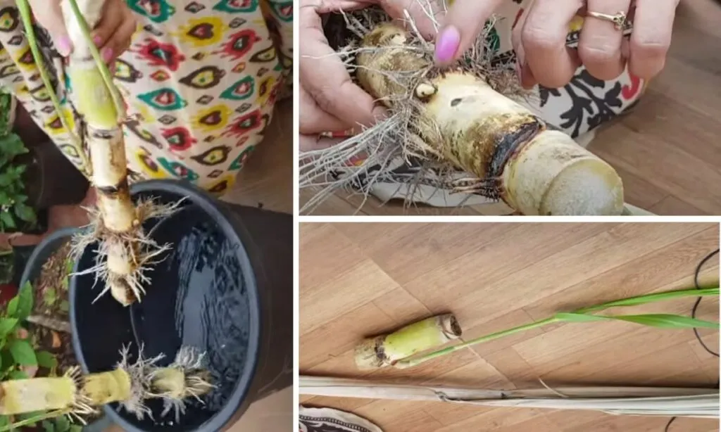 Grow Sugarcane 