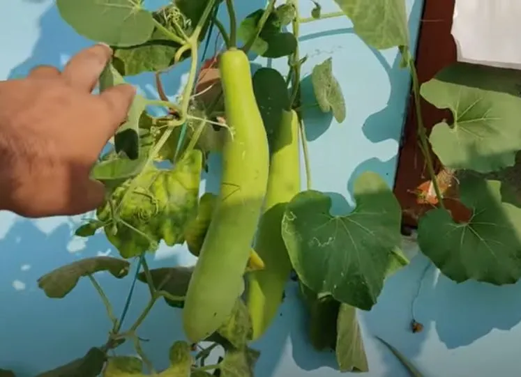 Grow Vegetables in pots