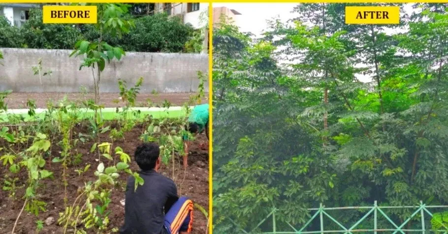 Creating Urban Forest