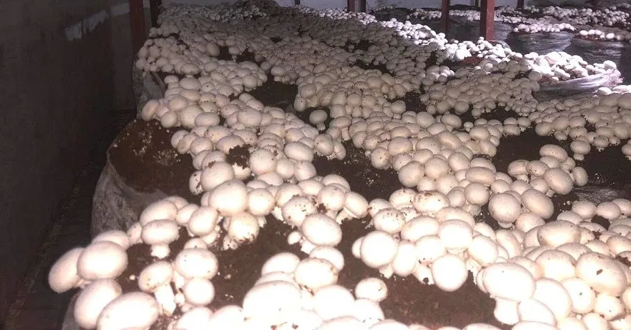 Mushroom King of Punjab