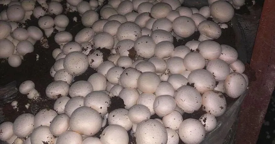 Mushroom Farming