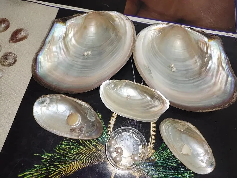Pearl Farming