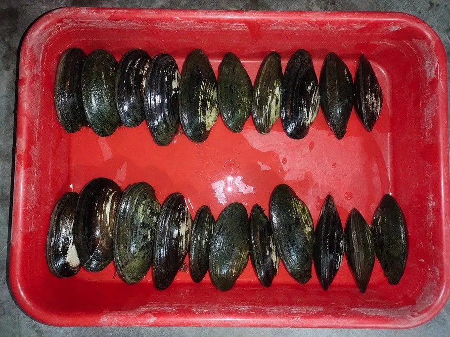 How to grow pearls