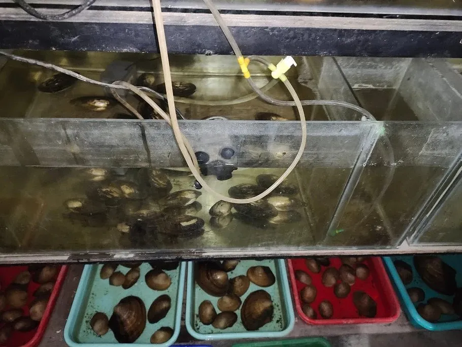Pearl Farming at home