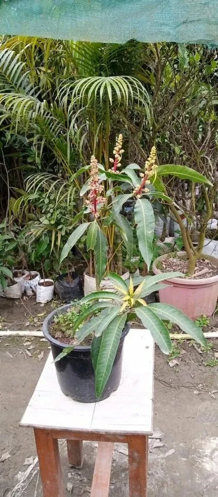Grow Mango