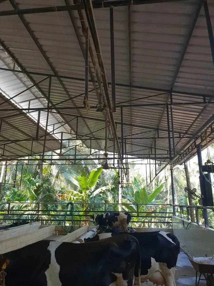  Dairy Farming
