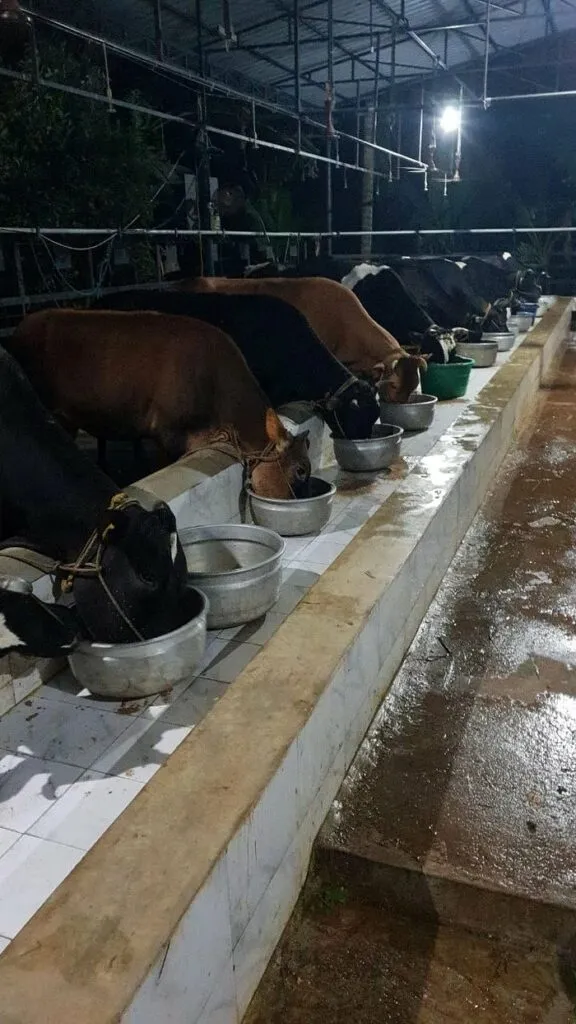  Dairy Farming