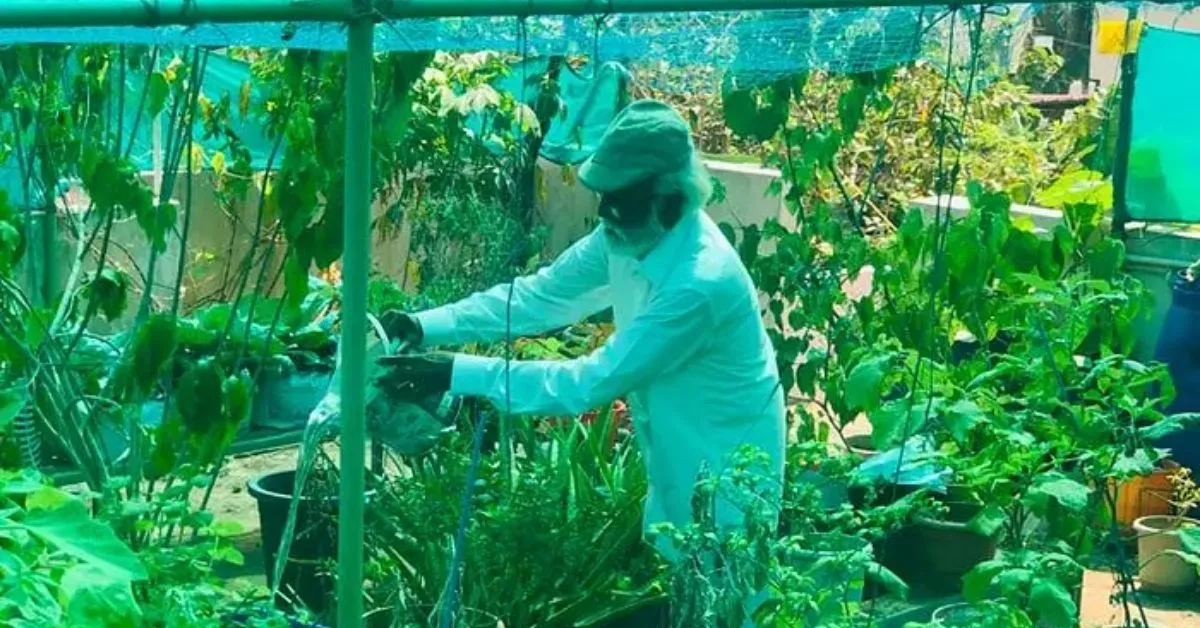 grapevine plant